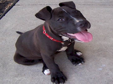 black Pit Bull puppy pictures 8