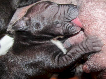 black Pit Bull puppy pictures 9