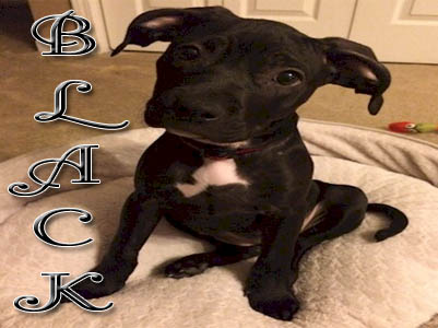 Black Pit Bull puppy pictures