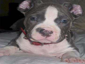 blue Pit Bull puppy pictures 11