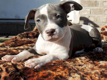 blue Pit Bull puppy pictures 12