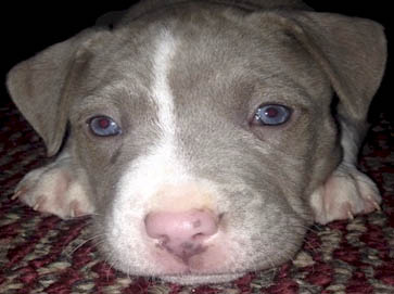 blue Pit Bull puppy pictures 13