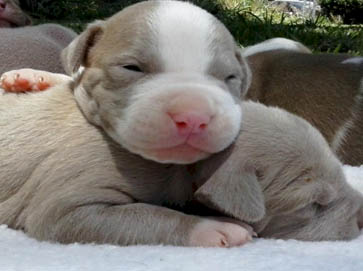 blue Pit Bull puppy pictures 14