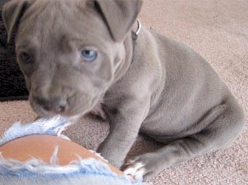 blue Pit Bull puppy pictures 17