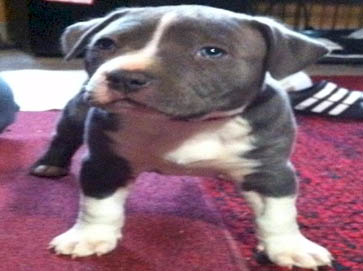 blue Pit Bull puppy pictures 18