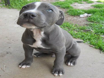 blue Pit Bull puppy pictures 2
