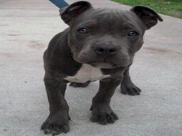 blue Pit Bull puppy pictures 4