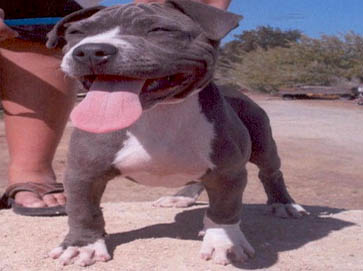 blue Pit Bull puppy pictures 8