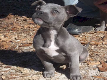 blue Pit Bull puppy pictures 9