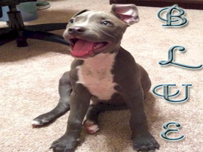 Blue Pit Bull puppy pictures