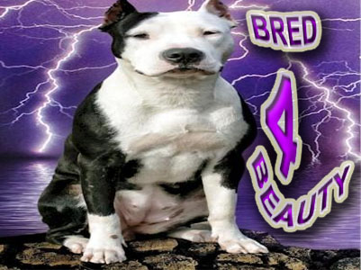 Bred 4 Beauty Pit Bulls Kennel