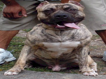 brindle Pit Bull pictures 1