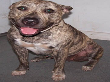 brindle Pit Bull pictures 12