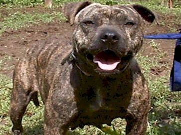 brindle Pit Bull pictures 3