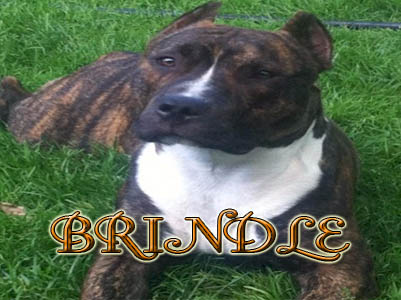 Brindle Pit Bull Pictures