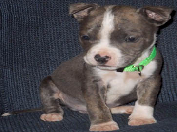 brindle Pit Bull puppy pictures 12