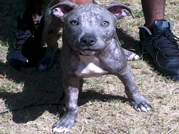 brindle Pit Bull puppy pictures 13