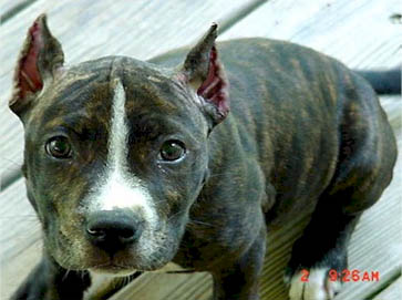 brindle Pit Bull puppy pictures 15