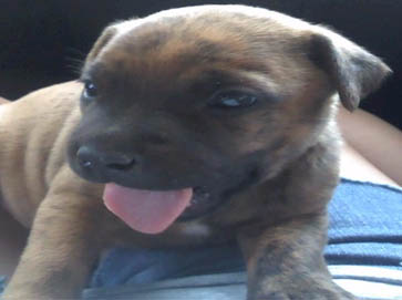 brindle Pit Bull puppy pictures 18