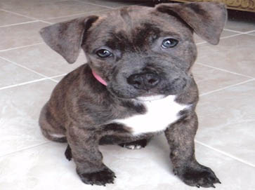 brindle Pit Bull puppy pictures 2