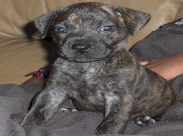 brindle Pit Bull puppy pictures 8
