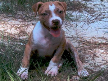 brindle Pit Bull puppy pictures 9