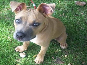 brown Pit Bull puppy pictures 13