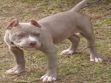 brown Pit Bull puppy pictures 14