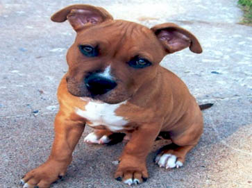 brown Pit Bull puppy pictures 2