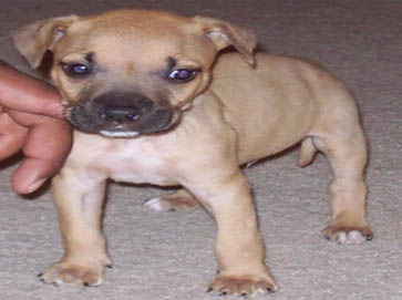 brown Pit Bull puppy pictures 4