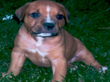 brown Pit Bull puppy pictures 5