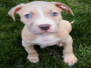 brown Pit Bull puppy pictures 6