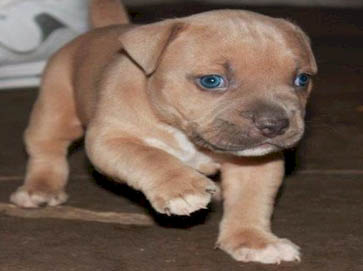 brown Pit Bull puppy pictures 9