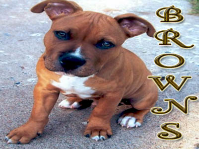 Brown Pit Bull puppy pictures