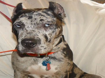 merle Pit Bull pictures 4