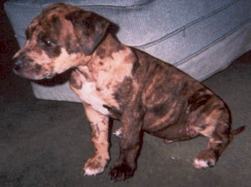 merle Pit Bull puppy pictures 10