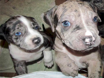 merle Pit Bull puppy pictures 15