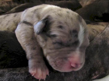 merle Pit Bull puppy pictures 16