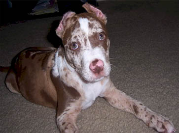 merle Pit Bull puppy pictures 17