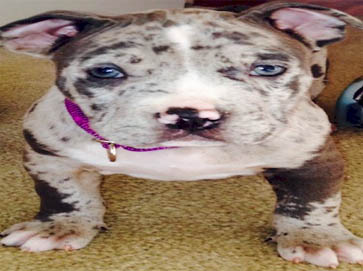merle Pit Bull puppy pictures 2