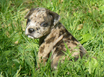 merle Pit Bull puppy pictures 3