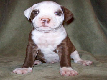 merle Pit Bull puppy pictures 4