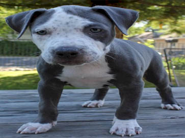 merle Pit Bull puppy pictures 6