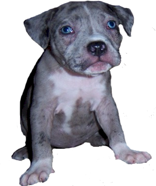 merle pit bull puppy picture