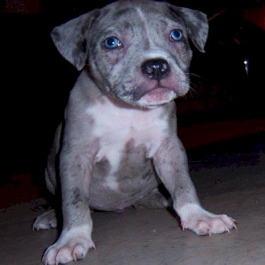 merle pitbull puppy pictures