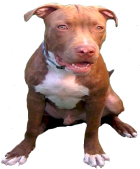 old family red nose pit bull