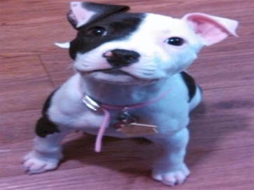 piebald Pit Bull puppy pictures 1
