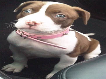 piebald Pit Bull puppy pictures 10