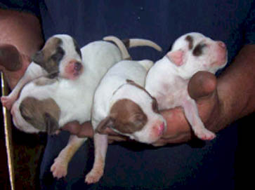 piebald Pit Bull puppy pictures 11