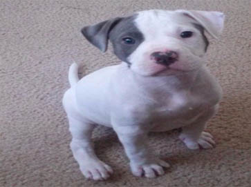 piebald Pit Bull puppy pictures 12